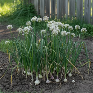 hoe knoflook planten